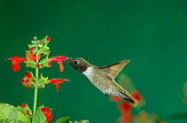 Black chinned hummingbird {Archilochus alexandri} Male feeding at Sage flower, Arizona, USA