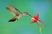 Black chinned hummingbird {Archilochus alexandri} Female feeding on Columbine flower, Arizona, USA