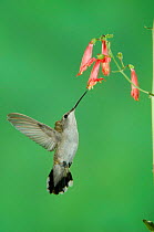 Black chinned hummingbird {Archilochus alexandri} female feeding on Penstemon flower, Arizona, USA