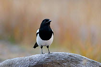 Black billed magpie {Pica pica} adult on dead mule deer, Colorado, USA