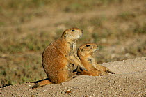 Black tailed prairie dog {Cynomys ludovicianus} adults at entrance to burrows, Texas, USA