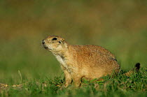 Black tailed prairie dog {Cynomys ludovicianus}adult, Texas, USA