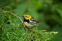 Black throated green warbler {Dendroica virens} male, Texas, USA