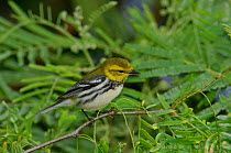 Black throated green warbler {Dendroica virens} female, Texas, USA