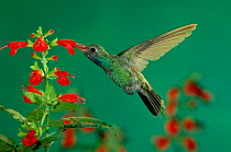 Broad billed hummingbird {Cynanthus latirostris}male feeding on Sage flower, Arizona, USA