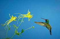 Broad billed hummingbird {Cynanthus latirostris}male feeding on Longspur columbine flower (Aquilegia longissima), Arizona, USA