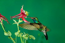 Broad billed hummingbird {Cynanthus latirostris}male feeding on Columbine flower (Aquilegia sp) Arizona, USA