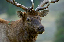 Elk bull {Cervus elaphus} Yellowstone NP, Wyoming, USA