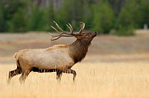 Elk {Cervus elaphus} bull bugling in rut, Yellowstone NP, Wyoming, USA