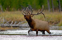 RF- Elk (Cervus elaphus) bull in rut crossing river while calling / bugling. Yellowstone National Park, Wyoming, USA. (This image may be licensed either as rights managed or royalty free.)