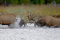 Elk {Cervus elaphus} bulls fighting, Yellowstone NP, Wyoming, USA