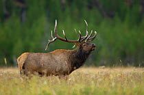 Elk {Cervus elaphus} bull in rut calling / bugling, Yellowstone NP, Wyoming, USA