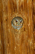 Elf owl {Micrathene whitneyi} adult in nest hole in telephone post, Arizona, USA