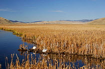 National Elk Refuge, Wyoming, USA, with pair of Trumpeter swans at nest (Cygnus cygnus buccanitor}