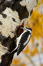 RF- Hairy woodpecker (Picoides villosus) male on aspen tree. Grand Teton National Park, Wyoming, USA. (This image may be licensed either as rights managed or royalty free.)