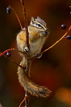 Least chipmunk {Eutamias minimus} adult eating berries, Grand Teton NP, Wyoming, USA