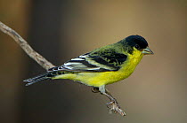 Lesser goldfinch {Carduelis psaltria} Male green-backed, Arizona, USA