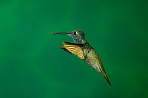 Magnificent hummingbird {Eugenes fulgens} male, Arizona, USA