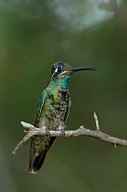 Magnificent hummingbird {Eugenes fulgens} young Male, Arizona, USA