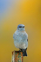Mountain bluebird {Sialia currucoides} male on post, Grand Teton NP, Wyoming, USA