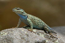Mountain spiny lizard {Sceloporus jarrovii} adult,  Arizona, USA