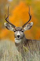 Mule deer {Odocoileus hemionus} buck portrait, Grand Teton NP, Wyoming, USA