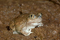 New Mexico spadefoot toad {Scaphiopus multiplicata} adult, Chiricahua Mountains, Arizona, USA