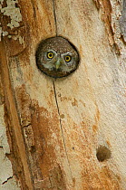 RF- Northern pygmy owl (Glaucidium gnoma) adult looking out of nest hole in sycamore tree. Arizona, USA. (This image may be licensed either as rights managed or royalty free.)