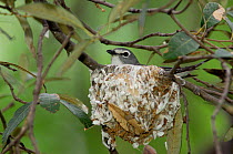 Plumbeous vireo {Vireo plumbeus} adult on nest,  Arizona, USA