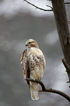 Red tailed hawk {Buteo jamaicensis} juvenile, Yellowstone NP, Wyoming, USA