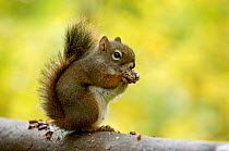 Red squirrel {Sciurus vulgaris} adult eating pine cone, Grand Teton NP, Wyoming, USA