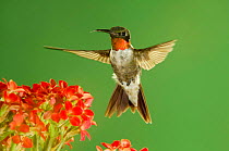 Ruby throated hummingbird {Archilochus colubris}Male feeding on Kalanchoe Flower, New Braunfels, Texas, USA