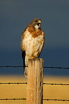 Swainson's hawk {Buteo swainsonii} adult calling on fence post, Rocksprings, Wyoming, USA