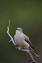 Townsend's solitaire {Myadestes townsendi} adult singing, Yellowstone NP, Wyoming, USA