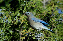 Western bluebird {Siala mexicana} female on Juniper tree, Colorado, USA