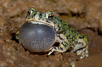 RF- Western green toad (Bufo debilis) male calling, vocal sac inflated. Chiricahua Mountains, Arizona, USA. (This image may be licensed either as rights managed or royalty free.)