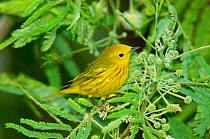 Yellow warbler {Dendroica petechia} male, South Padre Island, Texas, USA