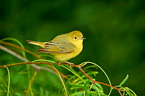 Yellow warbler {Dendroica petechia} female, South Padre Island, Texas, USA