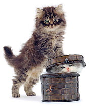 Domestic kitten (Felis catus) on basket with another kitten inside it.