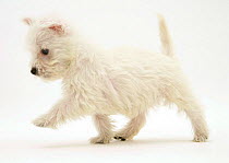 West Highland Terrier puppy (Canis familiaris) walking