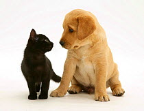 Black domestic kitten (Felis catus) and labrador puppy (Canis familiaris) looking at each other. UNTIL 2025. CONTACT US TO ORDER FOR OTHER USES.