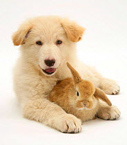 Domestic puppy (Canis familiaris) with bunny. UNTIL 2025. CONTACT US TO ORDER FOR OTHER USES.