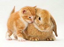 Domestic kitten (Felis catus) next to bunny, domestic rabbit.
