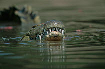 Nile Crocodile {Crocodylus Niloticus} Grumeti River, Serengeti, Tanzania
