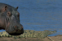 Hippoptamus {Hipopotamus amphibius} with Nile Crocodile {Crocodylus Niloticus} in the background. Mara River, Masai Mara, Kenya.