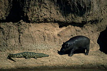 Curious Hippoptamus {Hipopotamus amphibius} and basking Nile Crocodile {Crocodylus Niloticus} Mara River, Masai Mara, Kenya.
