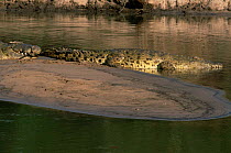 Nile Crocodile {Crocodylus Niloticus} with tail of intruding Crocodile in mouth, Grumeti River, Serengeti, Tanzania