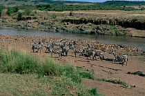 Herd of Common Zebra {Equus Burchelli} with herd of Thompson's Gazelle {Gazella thomsoni} by river, East Africa.