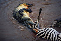 Nile Crocodile {Crocodylus Niloticus} spin feeding  zebra carcass, Mara River, Masai Mara, Kenya.