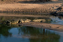 Nile Crocodile {Crocodylus Niloticus} with tail of intruding Crocodile in mouth, Grumeti River, Serengeti, Tanzania.